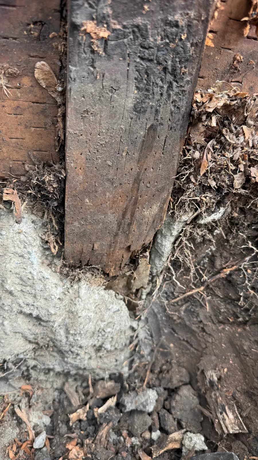 Base of a wooden fence post at ground level, charred black above and rotted away where it meets the concrete