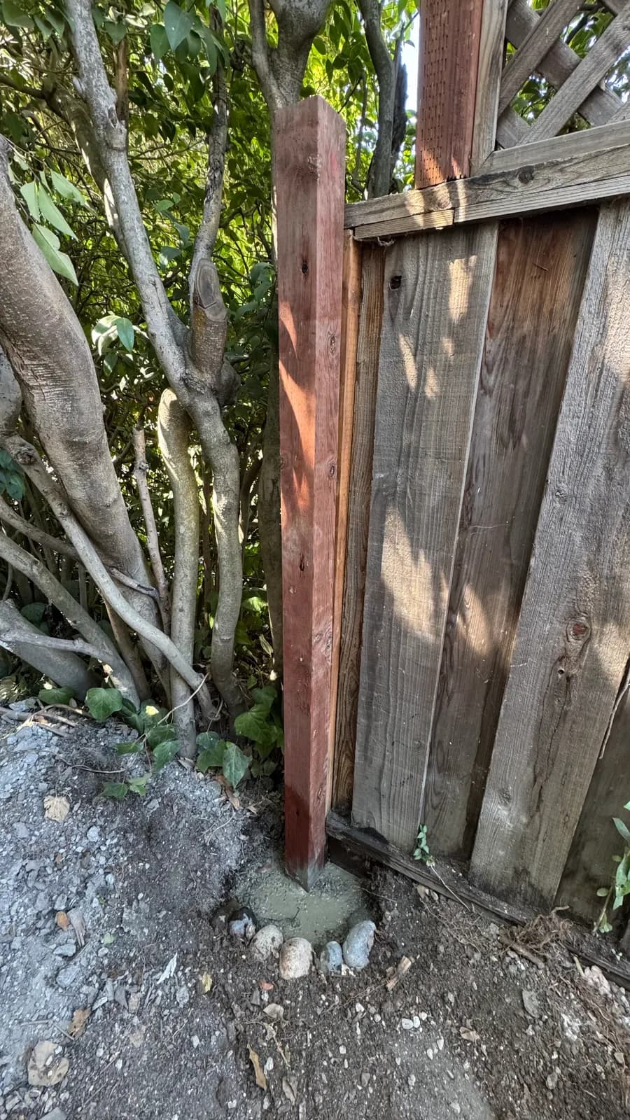 New redwood post standing against grey weathered fence boards and lattice, fresh concrete collar at its foot