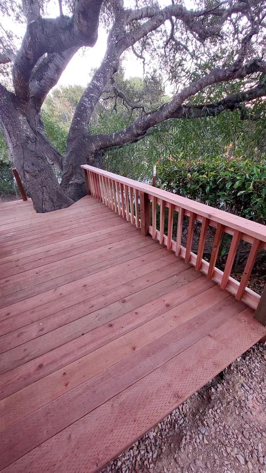 Redwood deck with baluster railing curving around the trunk of a large mature oak, canopy overhead